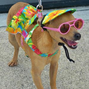 Events for Pets on the Treasure Coast